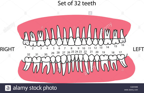 number of canine teeth in human